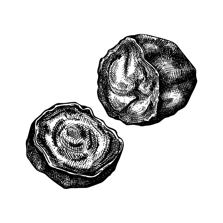 Chaga mushroom. Hand-sketched illustration. Adaptogenic plant drawing isolated on white. Medicinal mushroom sketch in vintage style.